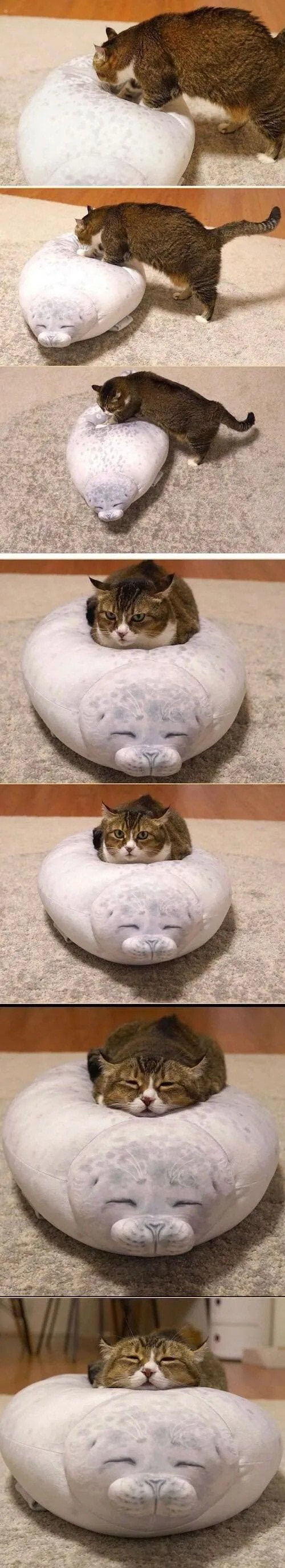 물범 베개를 본 고양이 찐 반응