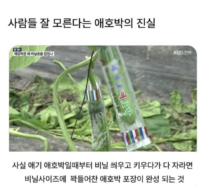 애호박의 진실. 나만 몰랐던 건가?