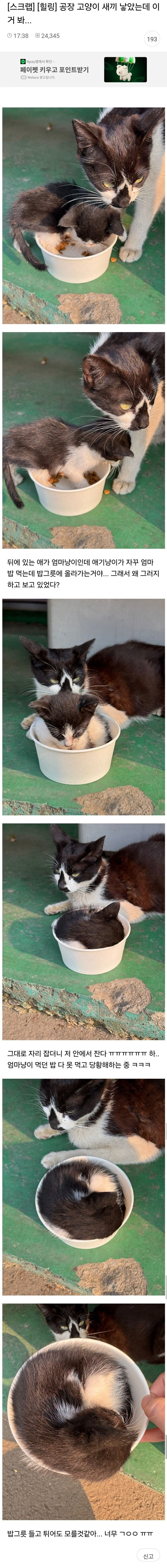 공장 고양이 새끼 낳았는데 이거 봐..jpg