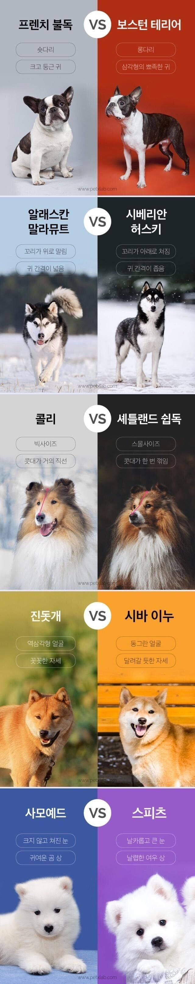 간단히 보는 비슷한 댕댕이 구별팁