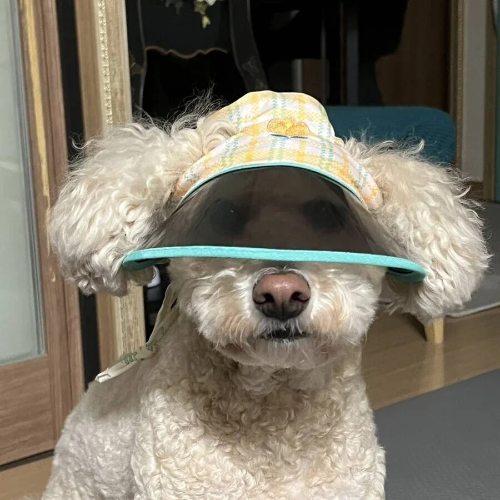 강아지용 썬캡 후기