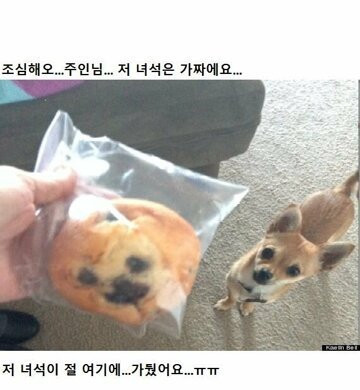 주인님 제가진짜예요
