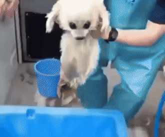귀여운 바다표범 첫 수영