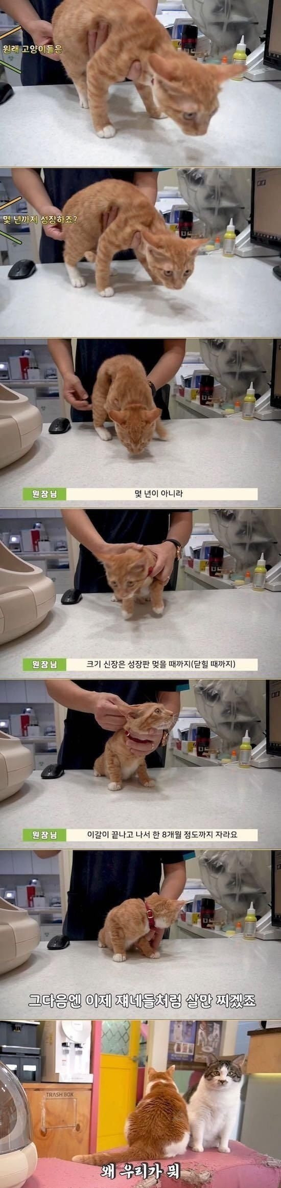고양이는 몇년까지 성장하죠?