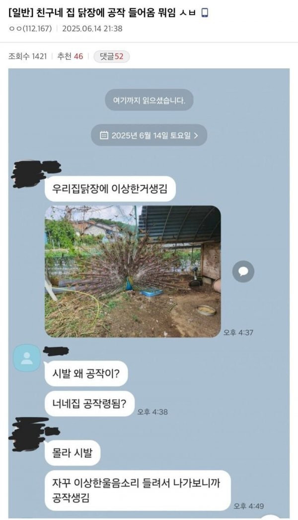친구네 닭장에 공작 들어욌대