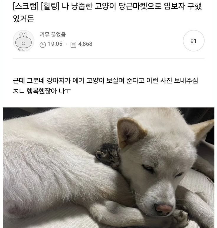 새끼고양이는 잘지내고있어요